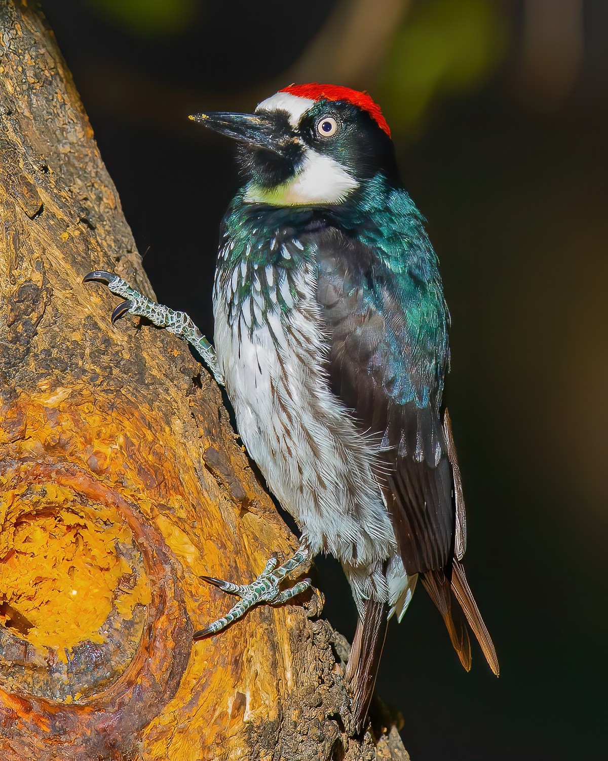 Woodpeckers, Hummingbirds - Texas Photo Man